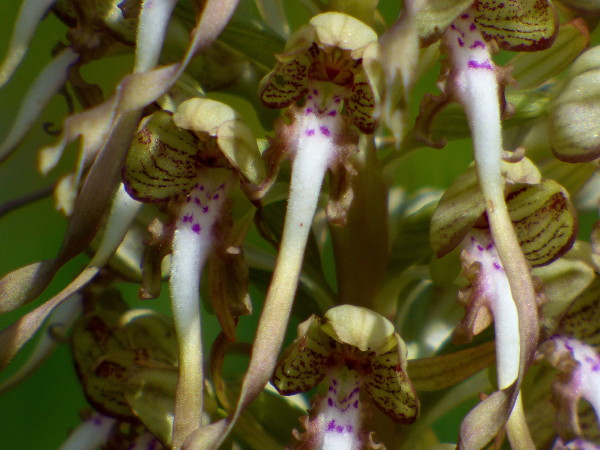Flores de Himantoglossum hircinum